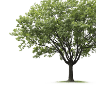 Arboriculture